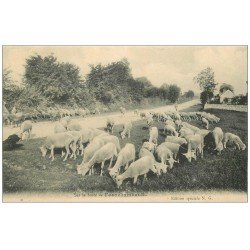 carte postale ancienne 58 FOURCHAMBAULT. Troupeau de Moutons sur la Route 1905