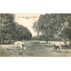 carte postale ancienne 78 LE VESINET. Prairie avec Vaches