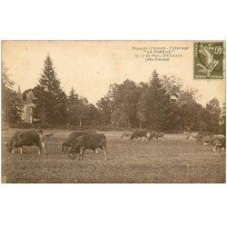 carte postale ancienne 87 SAINT PAUL D'EYJEAUX. Vaches au Pâturage