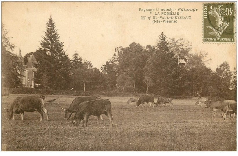 87 Saint Paul Deyjeaux Vaches Au Pâturage