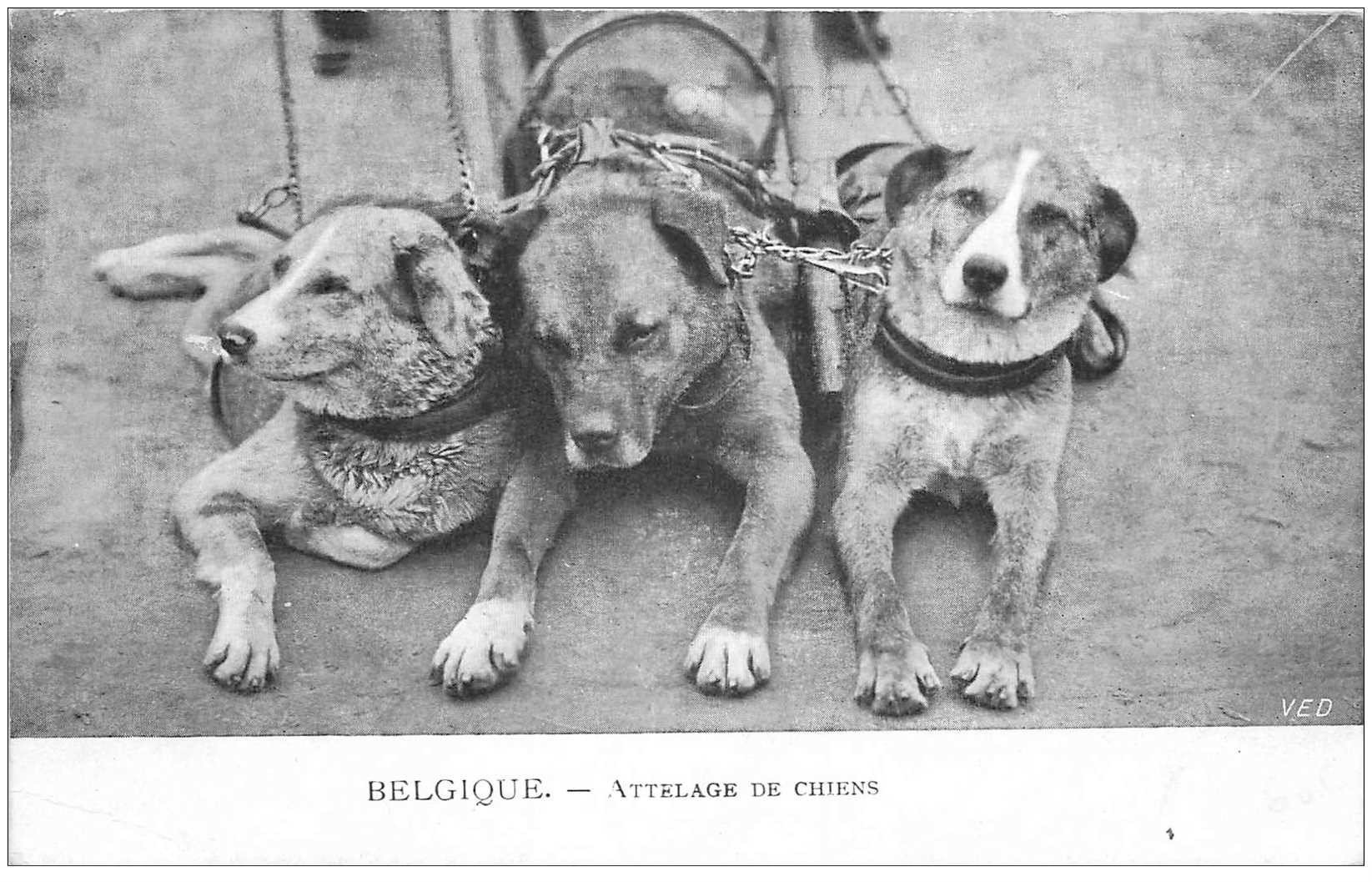 ANIMAUX. Attelage de Chiens en Belgique. Impeccable et vierge