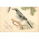 Lot 6 cpa étude sur les " OISEAUX " 1901