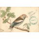 Lot 6 cpa étude sur les " OISEAUX " 1901