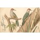 Lot 6 cpa étude sur les " OISEAUX " 1901