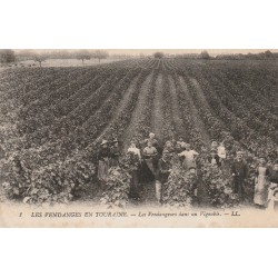 37 VOUVRAY. Les Vendanges en Touraine Vendangeurs dans un Vignoble 1929
