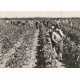 69 VENDANGES EN BEAUJOLAIS. Les Porteurs de bennes 1969