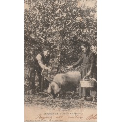 46 Récolte de la truffe en Quercy avec Cochon 1903