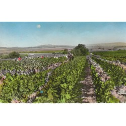 Métiers AGRICULTURE. Vendanges en Champagne. Vignes, raisins, vignerons, cépages, vins 1959