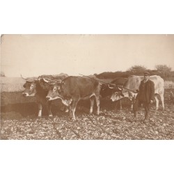 AGRICULTURE. RARE Photo cpa d'un Paysan agriculteur avec ses 4 boeufs de trait