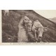 Régions LES PYRENEES. Troupeau de boeufs et vaches au Pâturage en montagne 1934